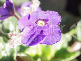 viola violet flower