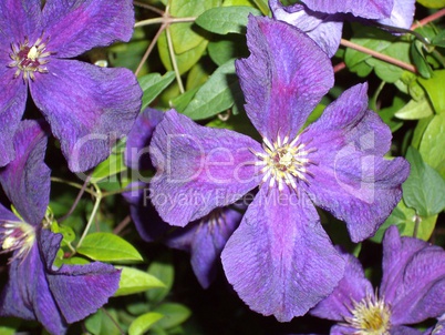 Clematis