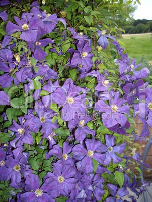 Clematis