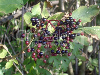 Holunderbeeren