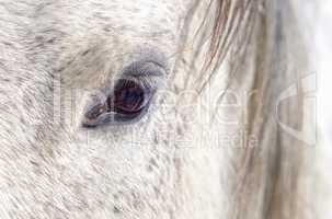Pferd Portrait mit Detail auf das Auge