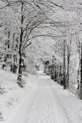 Waldweg im Winter