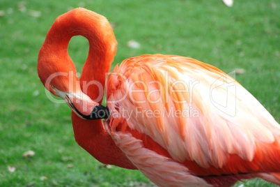 Flamingo