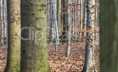 blick in den wald im herbst