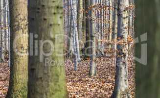 blick in den wald im herbst