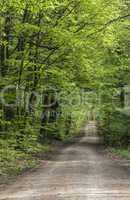 waldweg panorama vertikal