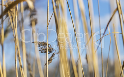 Schilfrohr im Wind