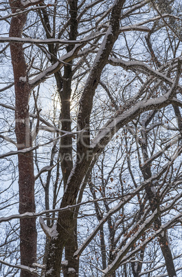 Winterbäume