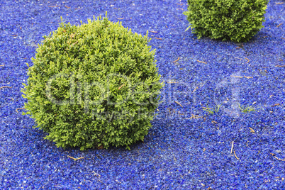 Buchsbäume auf blauem Granulat
