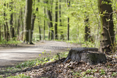 baumstumpf im wald