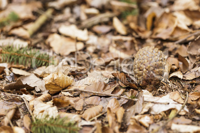 Waldboden im Herbst