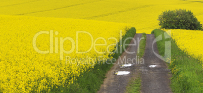 der weg durchs rapsfeld