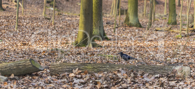 Vogel im Wald