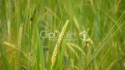 Green wheat at spring on field.