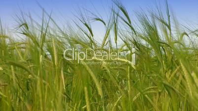 Green wheat at spring on field. agriculture