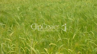 Green wheat at spring on field