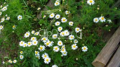 Daisies on a field Beautiful wild flowers