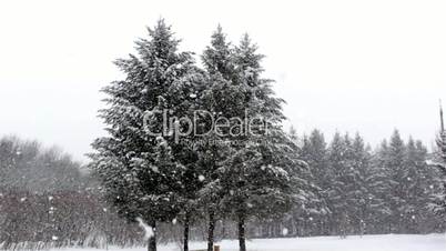 Snow falling on tops of evergreen trees,snowfall on trees,snowfall