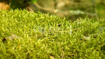 Forest moss, with flying particles