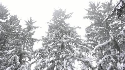 Snow falling on tops of evergreen trees,snowfall on trees,snowfall