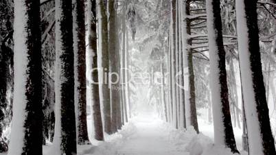 Snow falling on tops of evergreen trees,snowfall on trees,snowfall