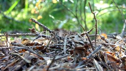Red wood ants. forest insects