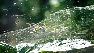 Spider hunting in the woods