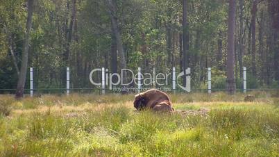 European bison. (aurochs) (Bison bonasus)