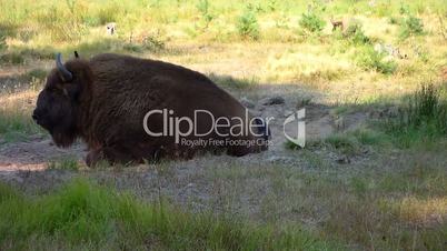 European bison. (aurochs) (Bison bonasus)