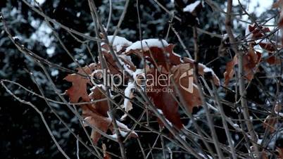 Winter landscape,snowfall in the park,snow in the woods