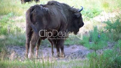 European bison. Baby (Bison bonasus). Bison.