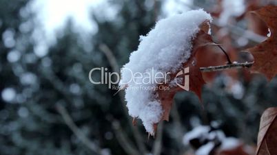 Winter landscape,snowfall in the park,snow in the woods