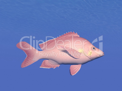 red fish underwater - 3d render