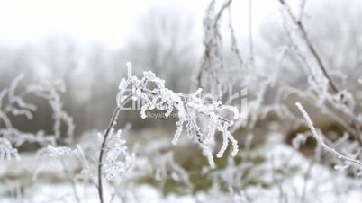 hoarfrost on a branch, and on the grass
