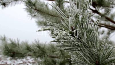 Hoarfrost on a branch, and on the grass,frost on the branch of a pine