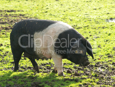 Sattelschwein Schleswig Holstein