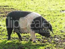 Sattelschwein Schleswig Holstein