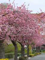 japanische Kirschbaumblüten