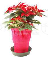 poinsettia