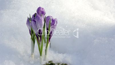 Beautiful Spring Flowers-crocuses