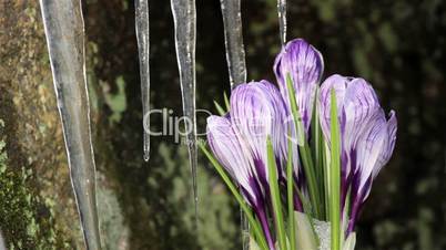 Beautiful Spring Flowers-crocuses