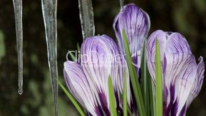 Beautiful Spring Flowers-crocuses