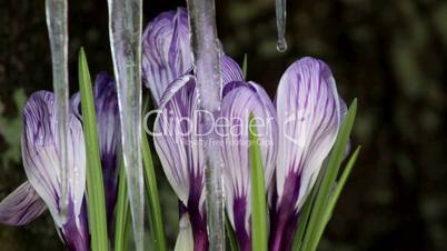 Beautiful Spring Flowers-crocuses