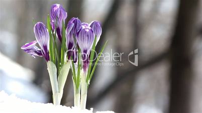 Beautiful Spring Flowers-crocuses