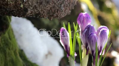 Beautiful Spring Flowers-crocuses