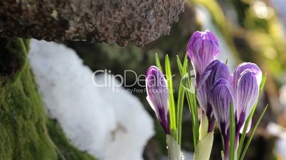 Beautiful Spring Flowers-crocuses