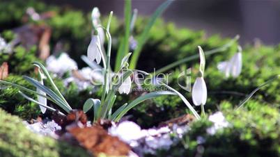 Beautiful spring flowers-snowdrop