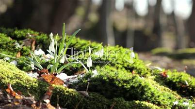 Beautiful spring flowers-snowdrop