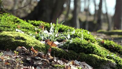 Beautiful spring flowers-snowdrop