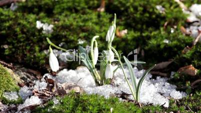 Beautiful spring flowers-snowdrop. Wild flowers in the snow. Wild flowers on a background of moss. The first spring flowers.